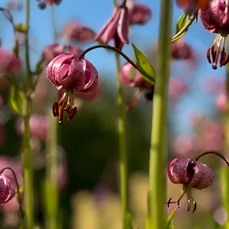 The Arctic Daire Tromsø